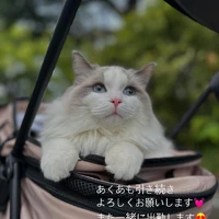 画像261