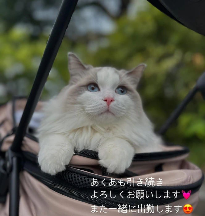 画像261